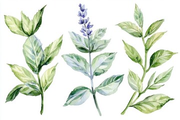 Fototapeta premium Experience the vibrant hues of watercolor minty freshness.