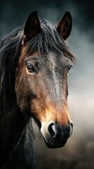 Obraz premium Close-up of a majestic horse with dark mane against a blurred background during early morning light