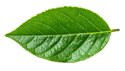 high-resolution macro photograph of a single vibrant green leaf with detailed veins, isolated on white background, natural botanical texture
