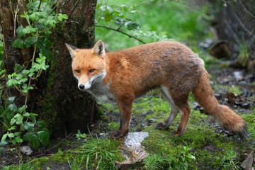 Beautiful adult red fox Vulpes vulpes in the spring forest, natural habitat environment, Wild...