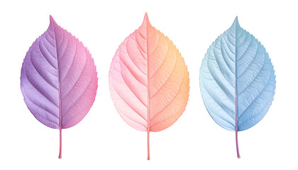 Obraz premium minimal pastel leaves in soft pink peach and blue colors isolated on white background for modern natural design 