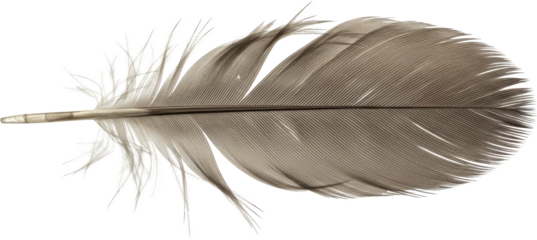 Detailed close up of a single gray bird feather isolated transparent background