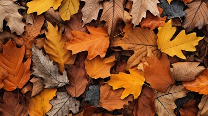 Obraz premium scattered ash tree leaf