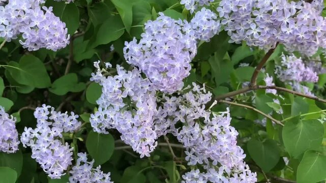 fragrant lilac spring bloom, large inflorescences