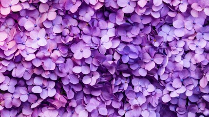 Purple Hydrangea Blooms: A Close-Up View of Delicate Petals