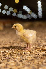 one small chicken in a poultry farm on a litter of sawdust, chicken chicks about three days old in yellow fluff