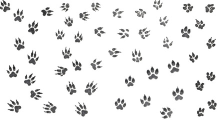 Many animal paw print on white background