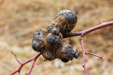 A gall on a branch of a plant with spines is a kind of swelling growth on the external tissues of plants. A growth on a branch of a bush caused by parasites