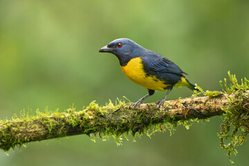 Blue-and-gold tanager (Bangsia arcaei) is a species of bird in the family Thraupidae. It is native to the Talamancan montane forests