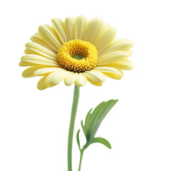 Yellow Gerbera Daisy Isolated On Transparent Background Closeup