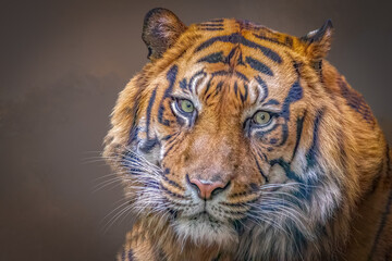 Close-up portrait of a Bengal tiger with green eyes and distinct stripes