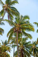 korony palm kokosowych