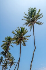 palmy kokosowe 