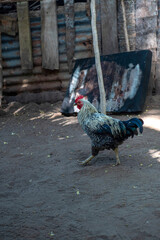 kolorowy kogut (gallus domesticus) z pstrokatymi piórami chodzący po wiejskiej zagrodzie © Kamil_k2p