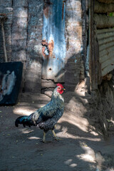dumnie wyprostowany kogut (gallus domesticus) z kolorowymi piórami © Kamil_k2p