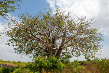 ogromny baobab © Kamil_k2p