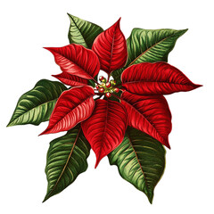 Classic Red Poinsettia Christmas Flower isolated on transparent background