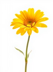 Vibrant Yellow Daisy in Focus