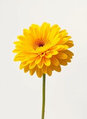 Naklejka premium Vibrant Yellow Flower in Full Bloom