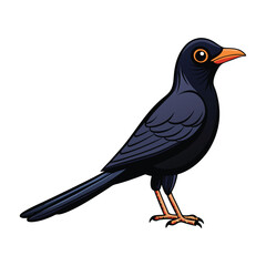Fototapeta premium blackbird isolated on white background