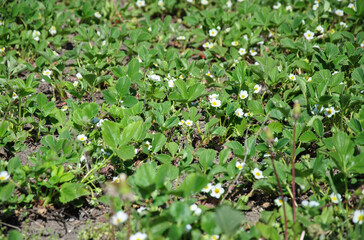 blooming strawberries in the garden