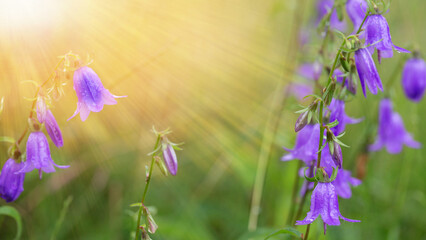 Panoramic floral banner with blooming purple bellflowers in summer meadow, green grass, backlit by warm sunlight, wildflowers in soft focus, ideal for packaging, web header, seasonal design