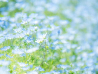 春の公園や花壇を彩るネモフィラのある風景。眩しい日差しでボケた景色。ぼんやりした花畑のイメージ。