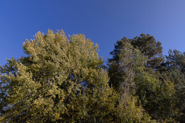 Obraz premium the beautiful changes of the linden foliage in the autumn season in sunny weather