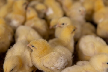 small yellow chickens in fluff at a poultry farm, litter on which broiler chickens live at a large poultry farm, close up