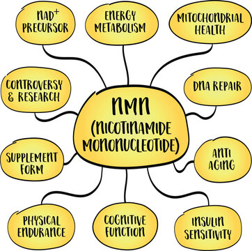 NMN is a precursor to NAD+ that supports energy production, cellular repair, and healthy aging by enhancing mitochondrial and metabolic function. Infographics mind map sketch.