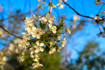 White cherry blossoms have bloomed on branches against a bright blue sky and blurred greenery. Spring bloom, tenderness and beauty of nature in Ukraine.