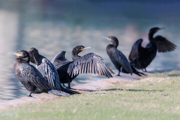 five black cormorants sitting in a row