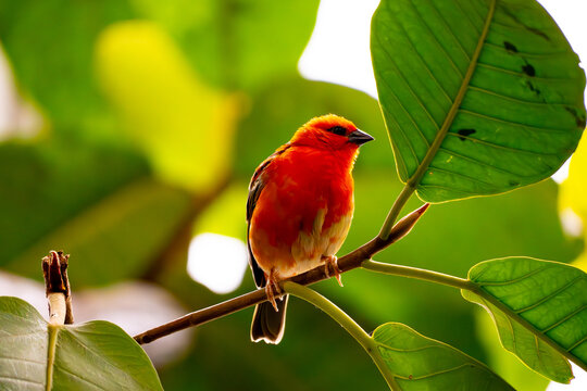 orrange bird on green