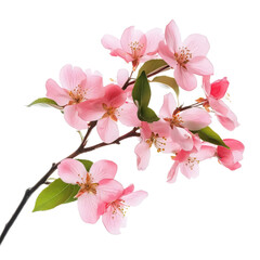 Naklejka premium A delicate branch adorned with soft pink blossoms, showcasing the beauty of spring, set against a clean background, perfect for nature-themed designs and floral arrangements