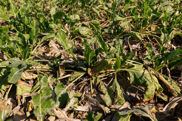 a crop of white sugar beet, some of the leaves of which have wilted