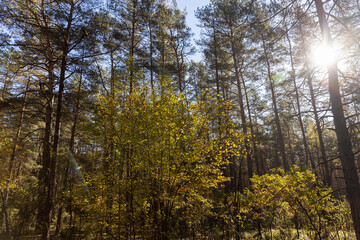tall trees in Indian summer in the wild forest, The sun is shining through the trees, landscape photography