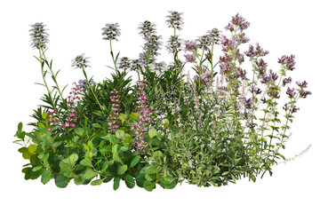 Colorful flowers with grasses bushes and small plants, cut out isolated background
