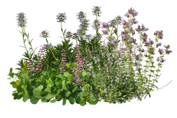 Colorful flowers with grasses bushes and small plants, cut out isolated background