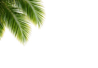 A bright white background featuring vibrant green palm fronds in the upper left corner of the frame