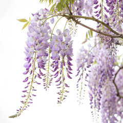 Wisteria, isolated on a white background