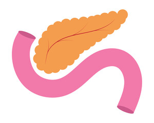 Pancreas vector, icon. Lifestyle pancreas icon vector symbol website graphic design. Simple human organs single pancreas sign style isolated on white background. Organs symbol vector illustration.