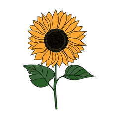 Hand drawn Sunflower flower blooming. Botanical summer yellow flowers plant