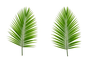 Obraz premium Two bright green palm fronds isolated against a stark white background in a minimalist composition