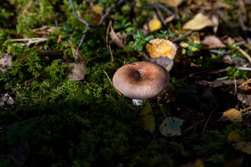old mushrooms in the autumn forest in sunny