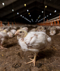 broiler chickens are grown for industrial meat production close up, One chick in close-up © rsooll
