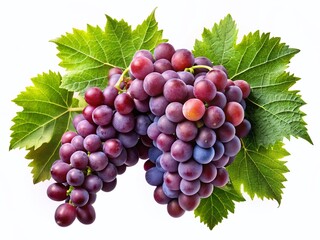 Fototapeta premium Lush Red Wine Grapes on Vine Branch, Isolated, High Depth of Field