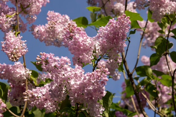 a spring park with blooming pink lilac flowers in the spring, close up, details of flower inflorescences