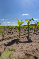 corn in the summer, growing a new crop of sweet corn for food production