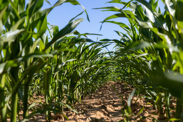 corn field with green unripe corn at the beginning of spring corn blooming, clear sunny weather without clouds in a field