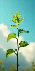 Emerging Green Sprout Against a Clear Sky